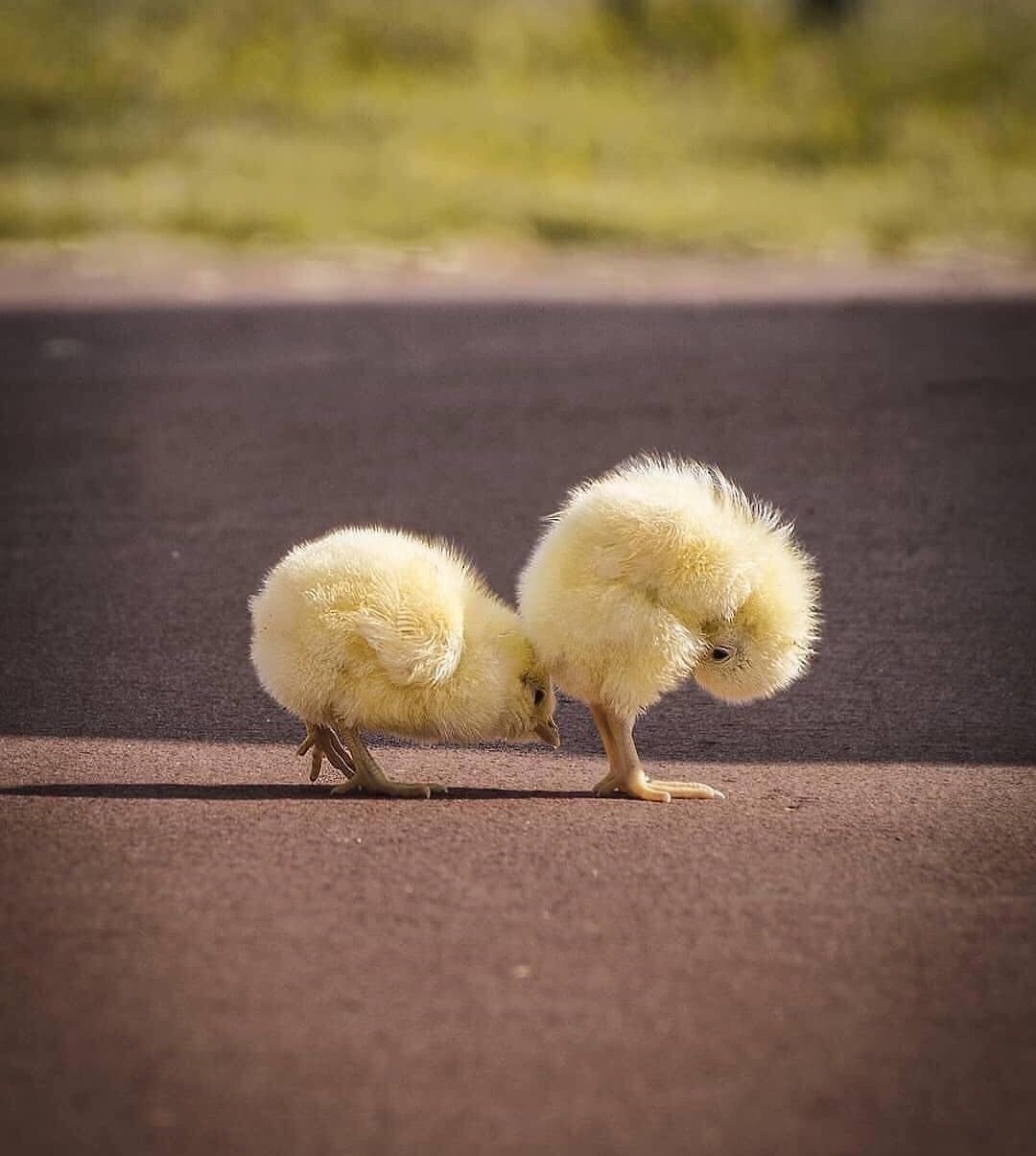 Забивной цыпленок