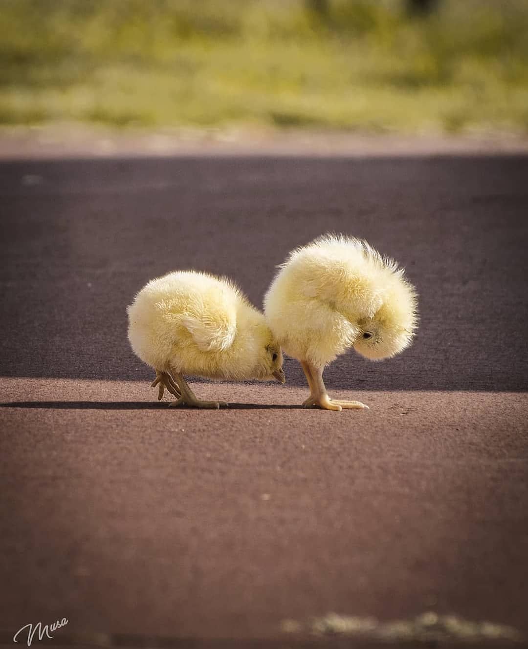 Котенок и утенок