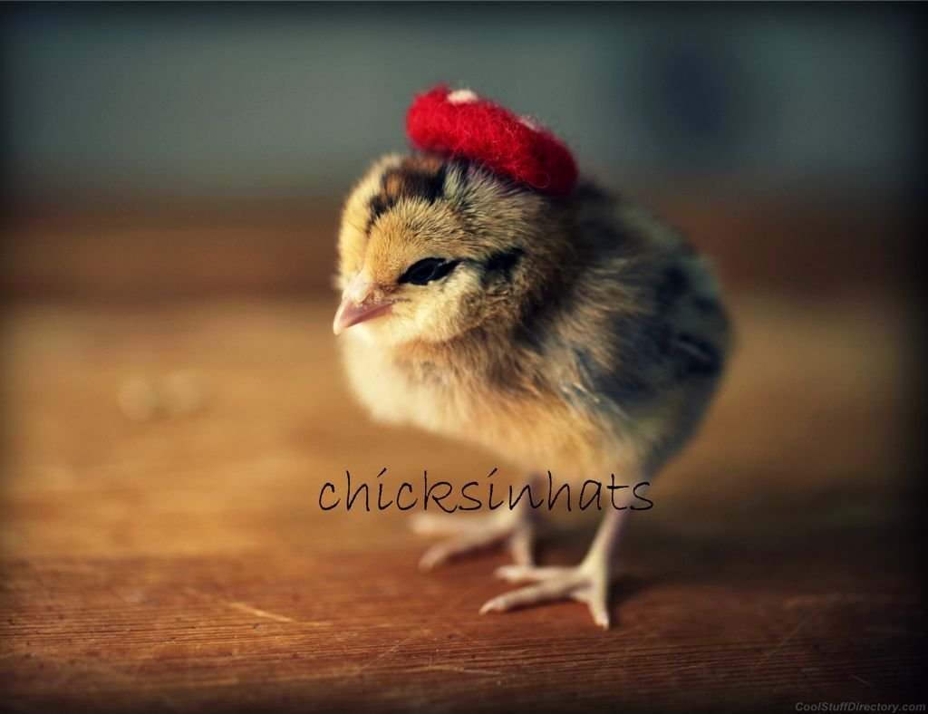 Смешной цыпленок