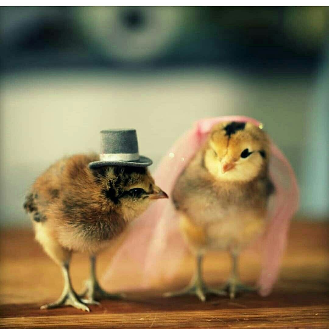 Цыпленок бежит