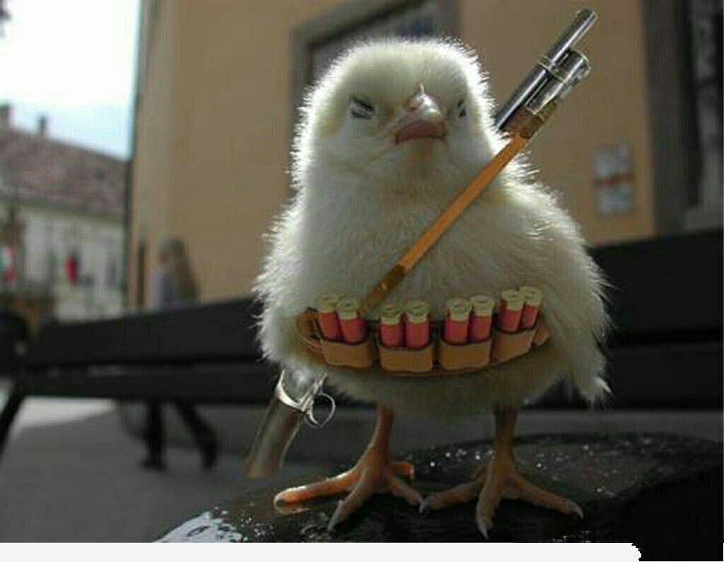 Смешной цыпленок