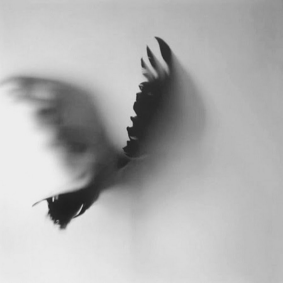 Крылья тени