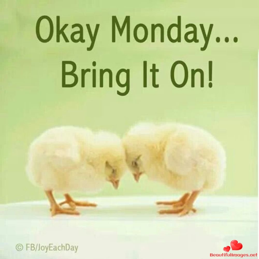 Смешные утята