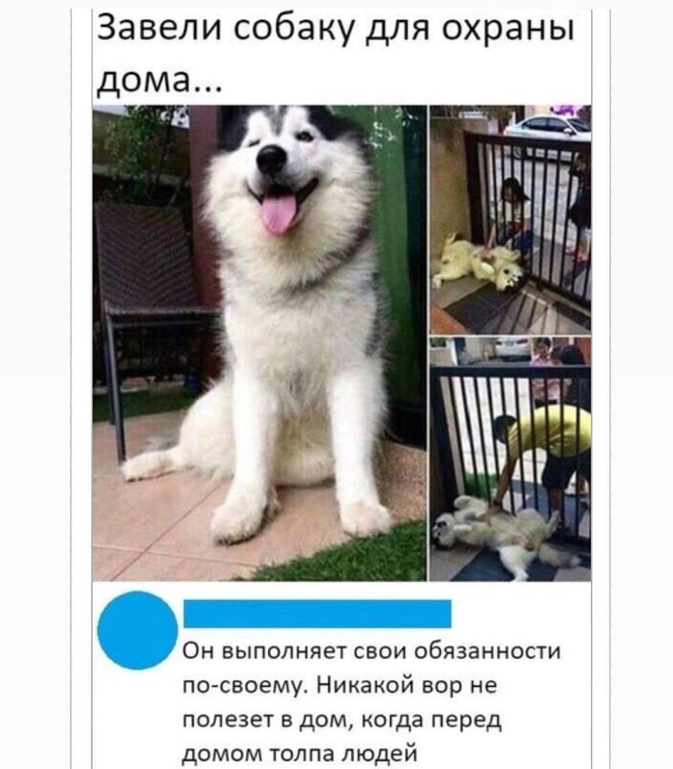 Собаки охраняют смешные