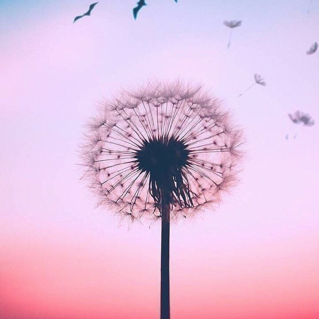 Одуванчик на телефон