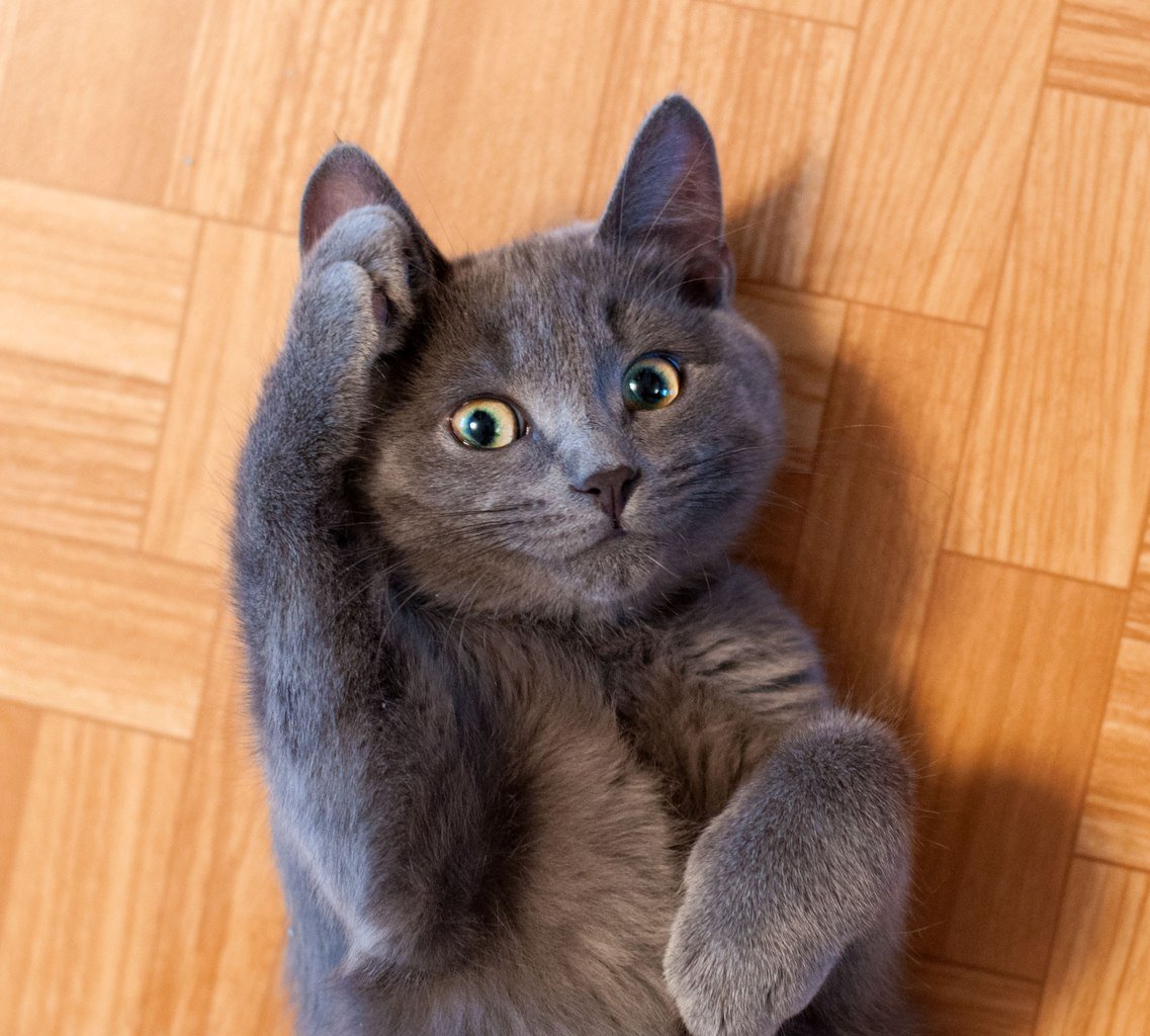 Босс картинки