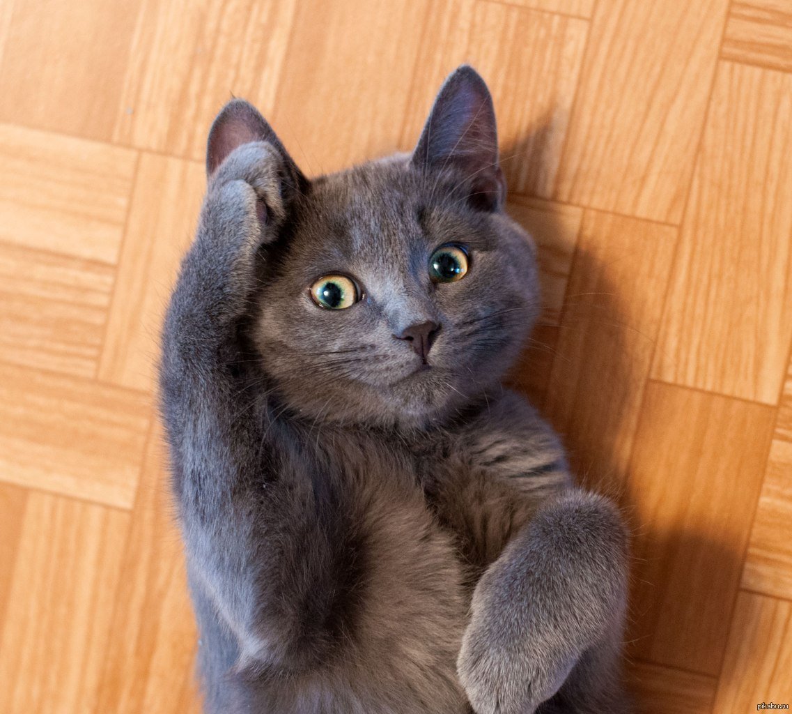 Босс я на свидание конечно иди Серега