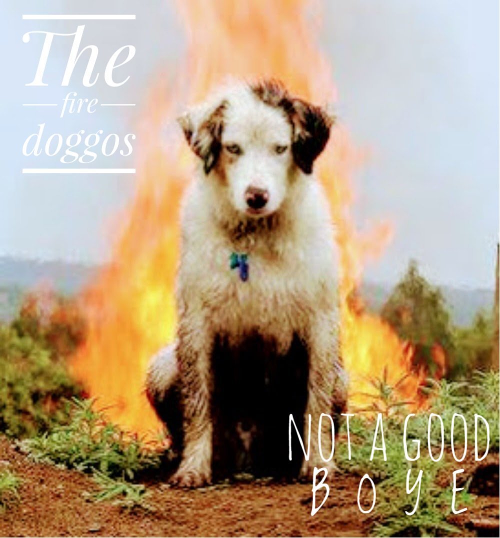 Горящая собака