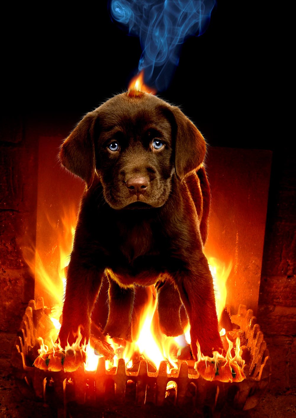 Собака прыгает через кольцо