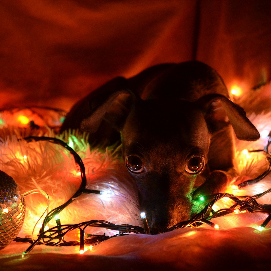 Собака в гирлянде