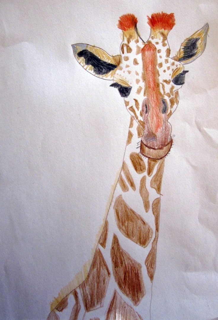 Жираф рисунок