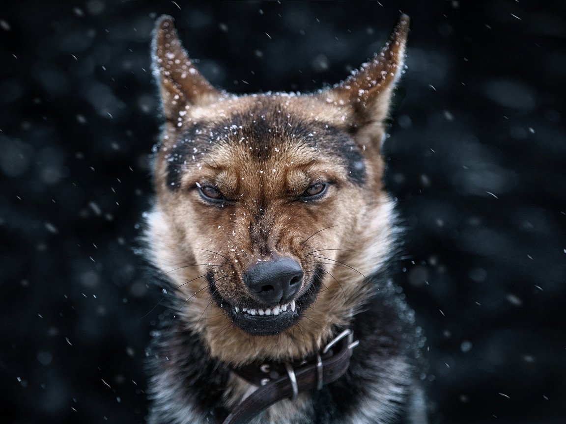 Волк в огне