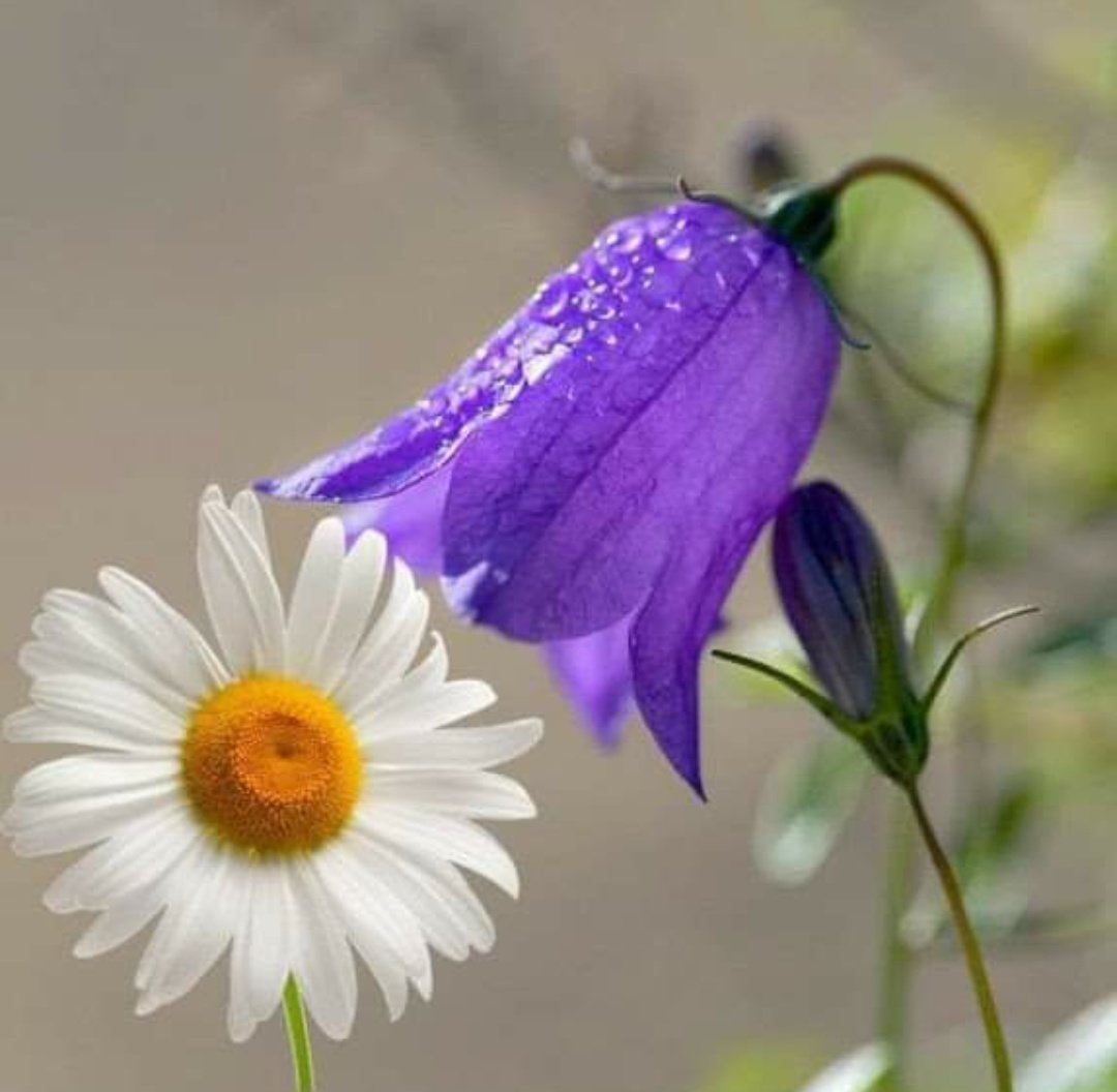 Ромашки и колокольчики