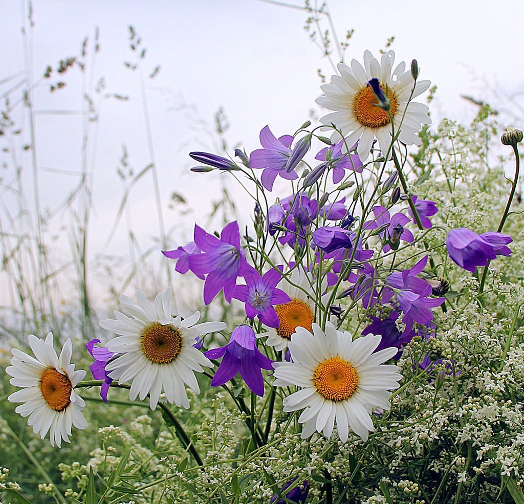 Летние полевые цветы