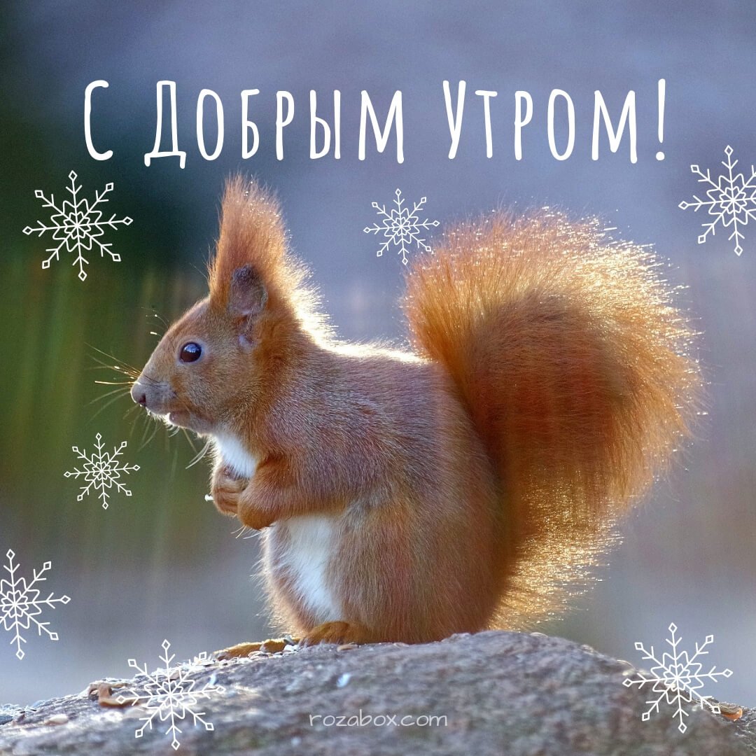 С добрым утром Белочка