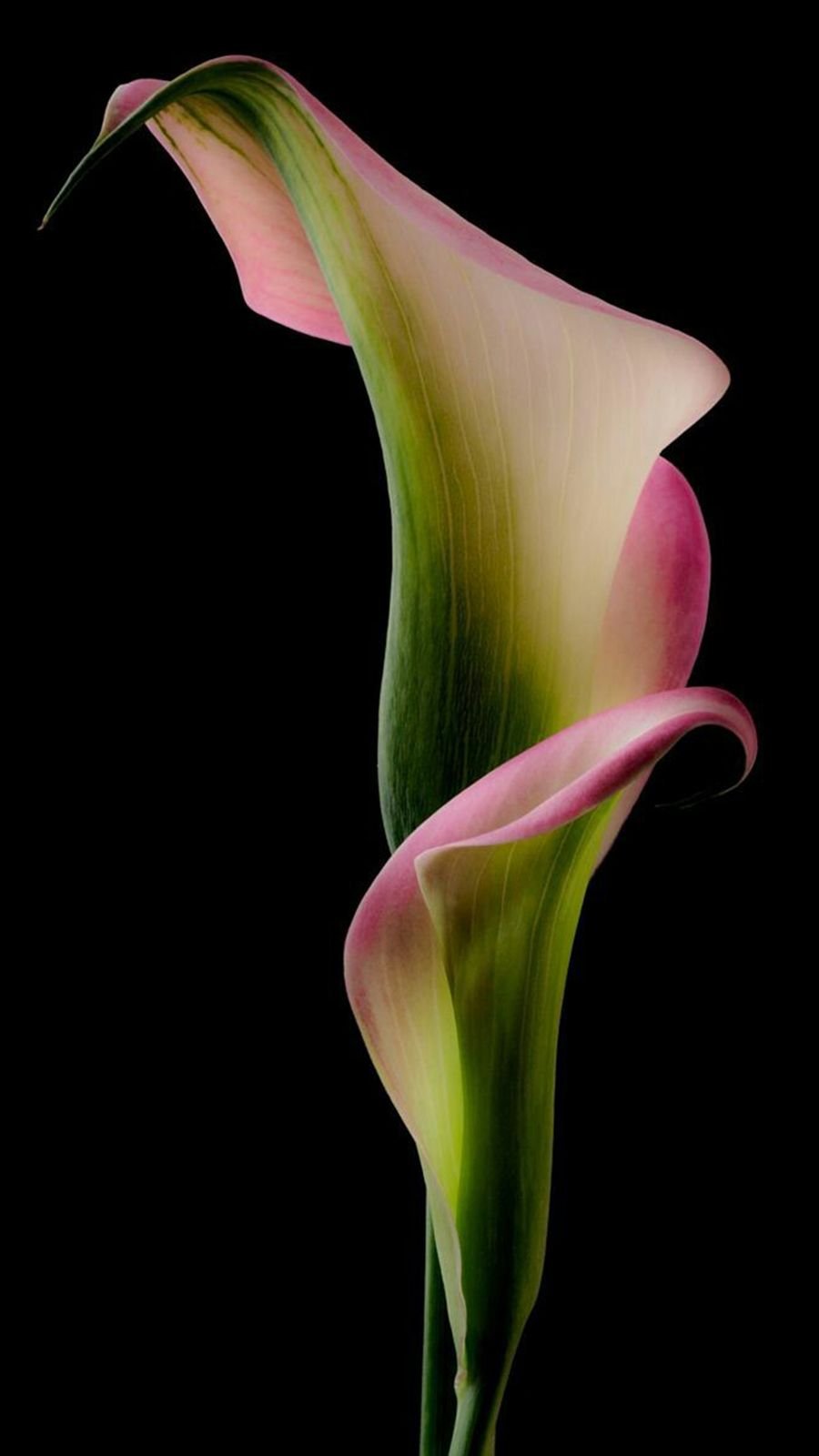 Калла Прейри Джонсон