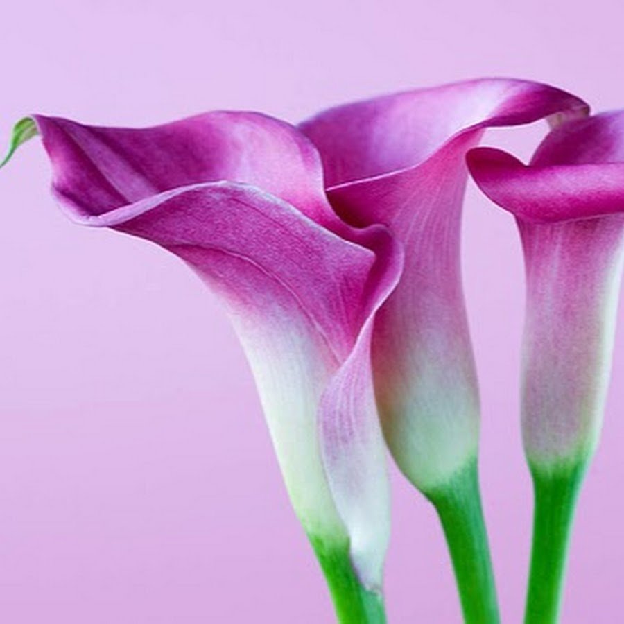 Калла Пич шифон