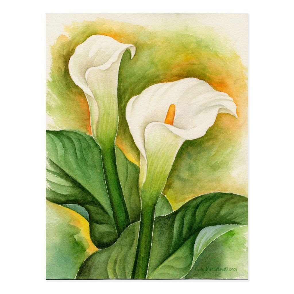 Цветы каллы акварелью