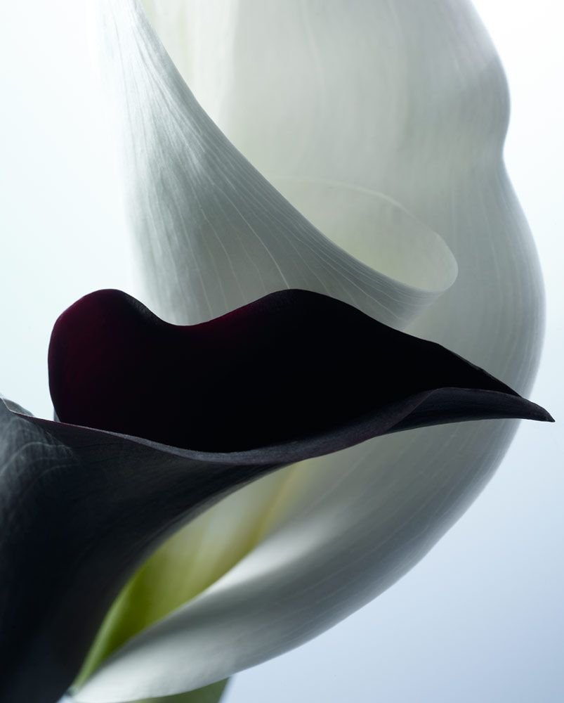 Черные каллы цветы