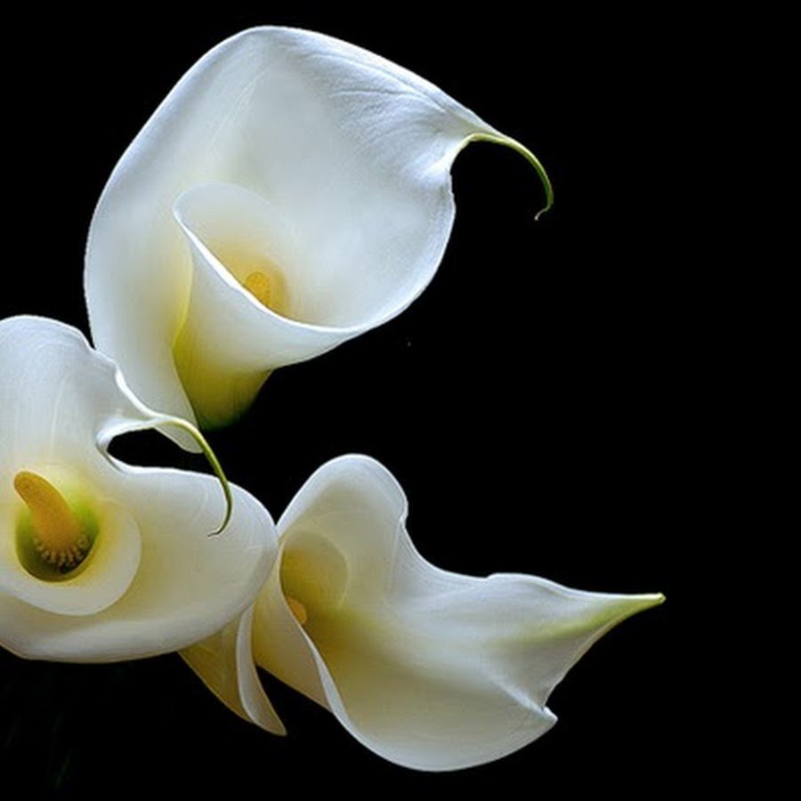 Калла Лас Вегас