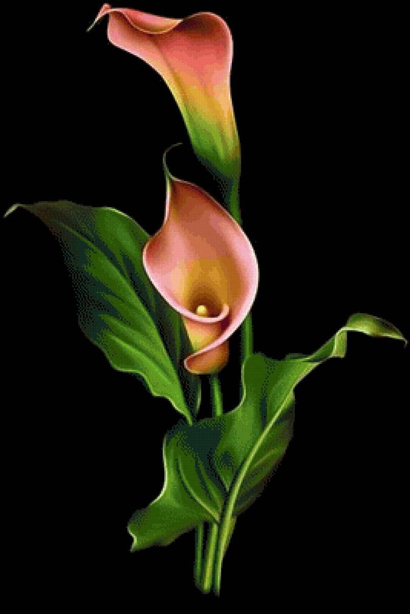 Калла Прейри Джонсон