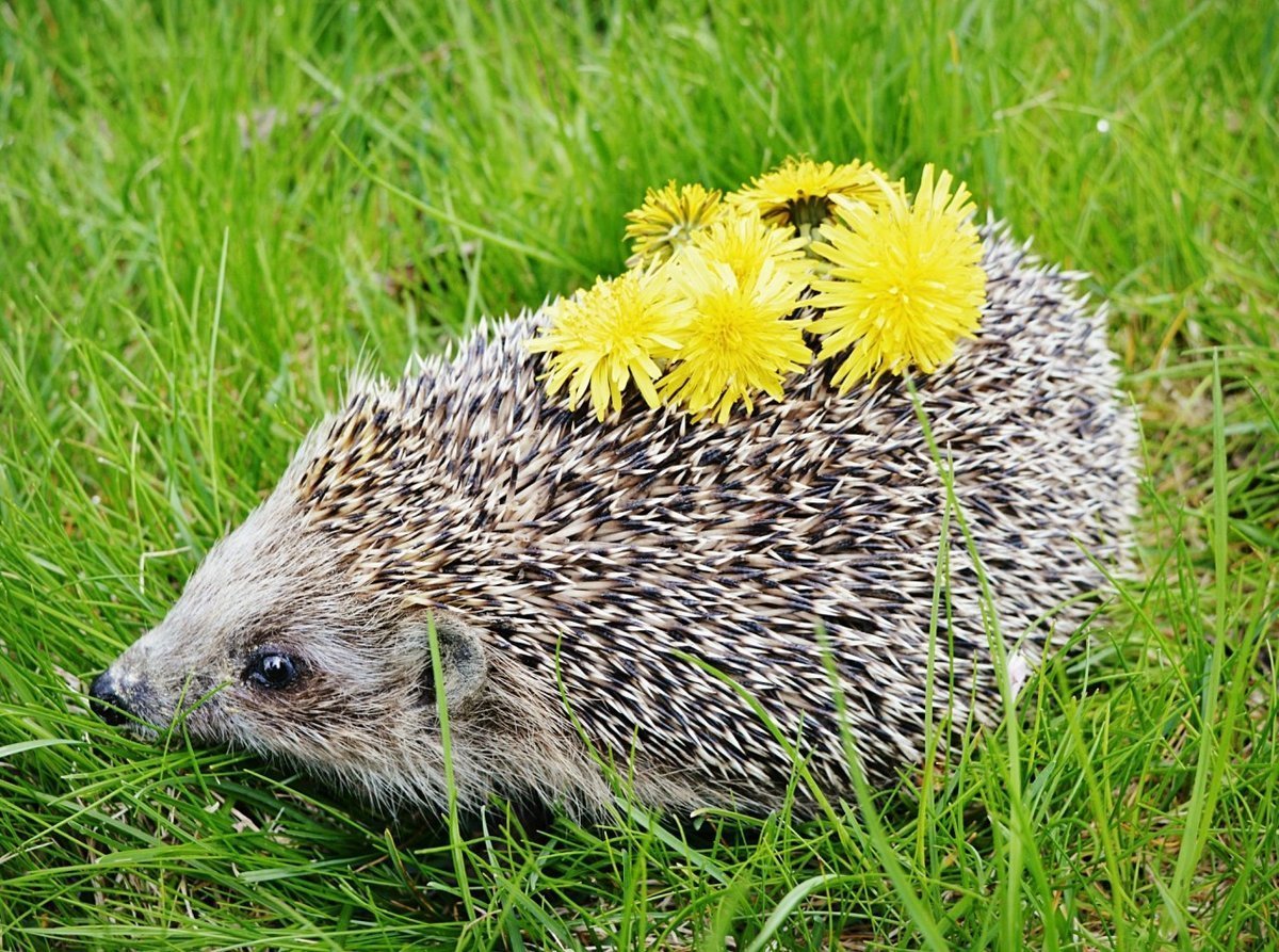 Ёж обыкновенный и ёж Ушастый