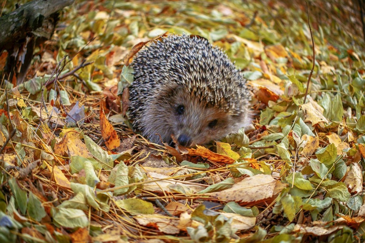 Ежик осенью