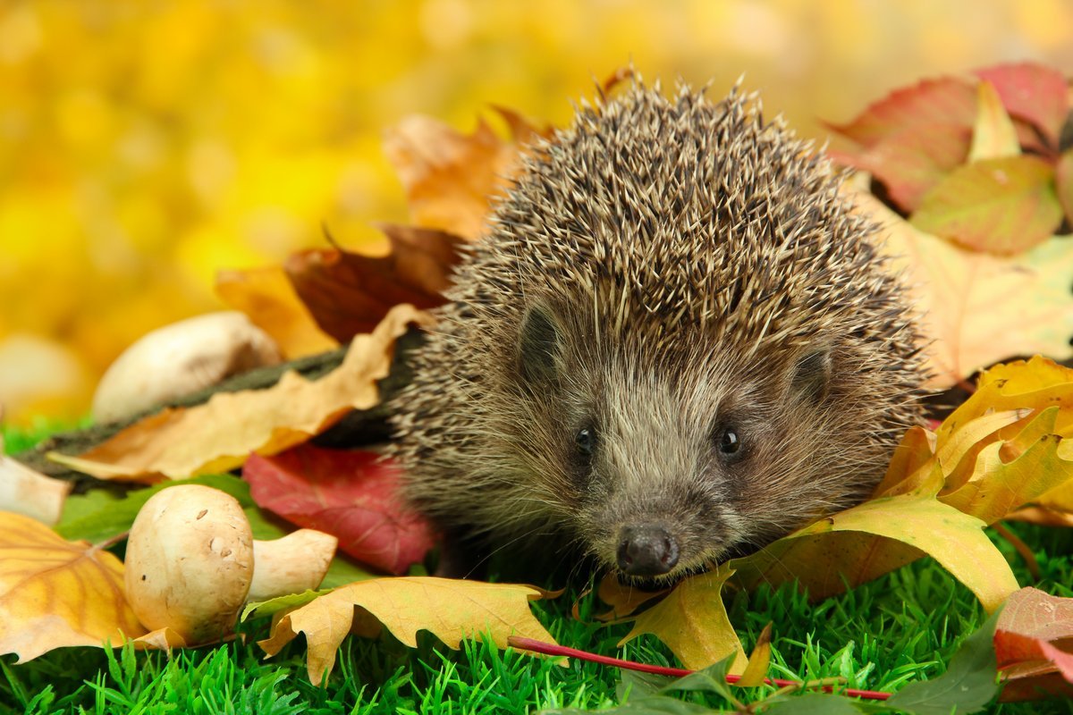 Ежик осенью