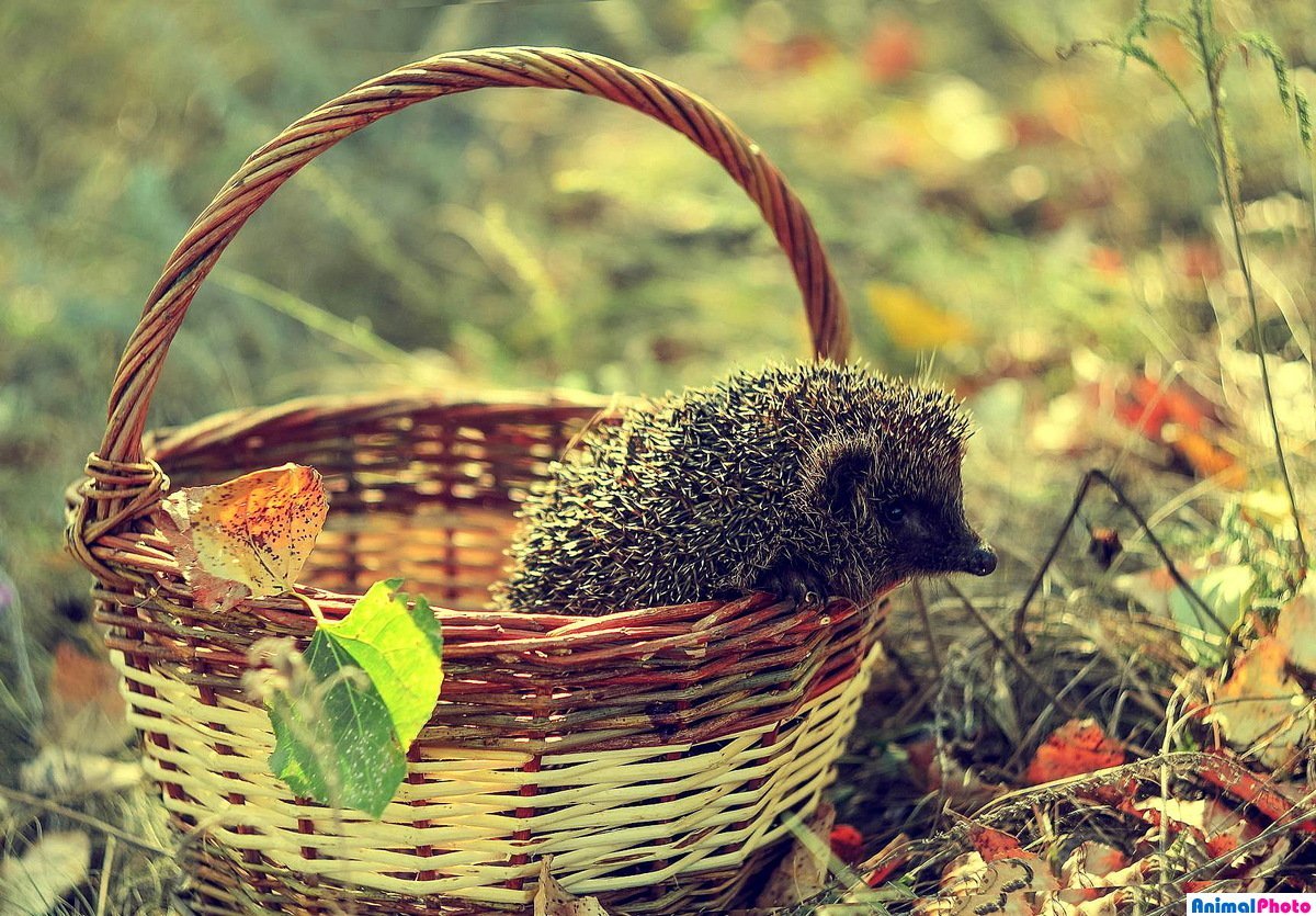 Домик для ежика