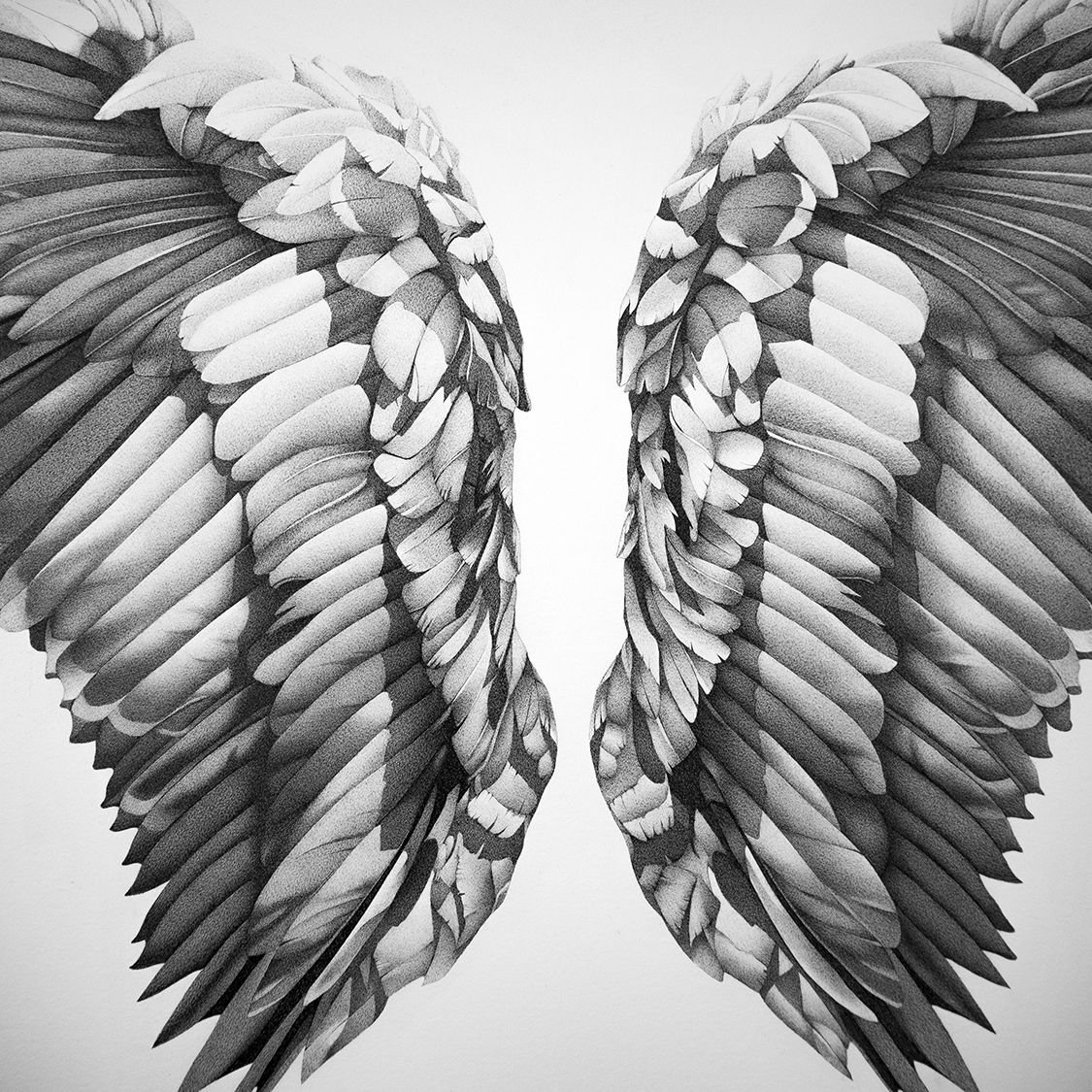 Крыло птицы