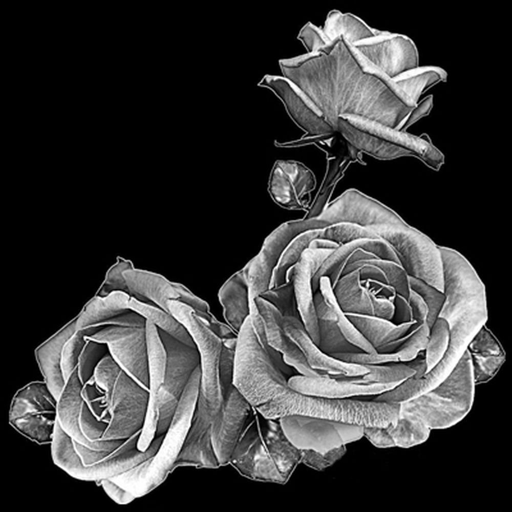 Розы картинки для гравировки
