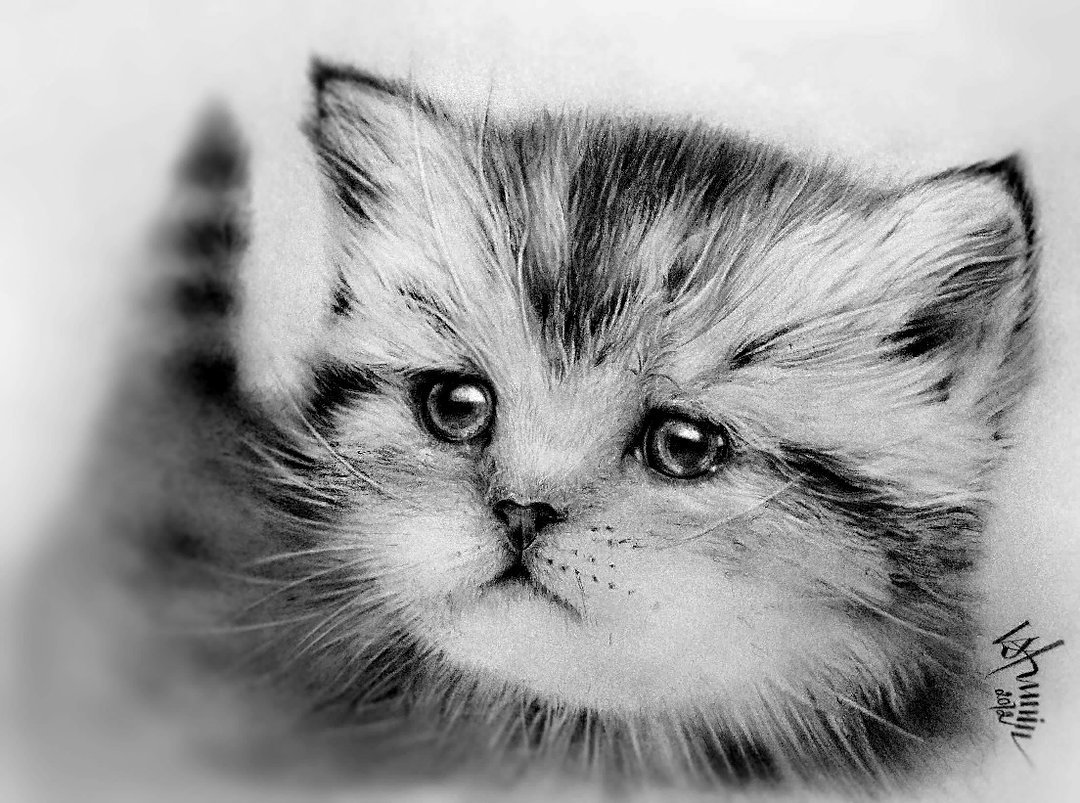 Рисунки котиков