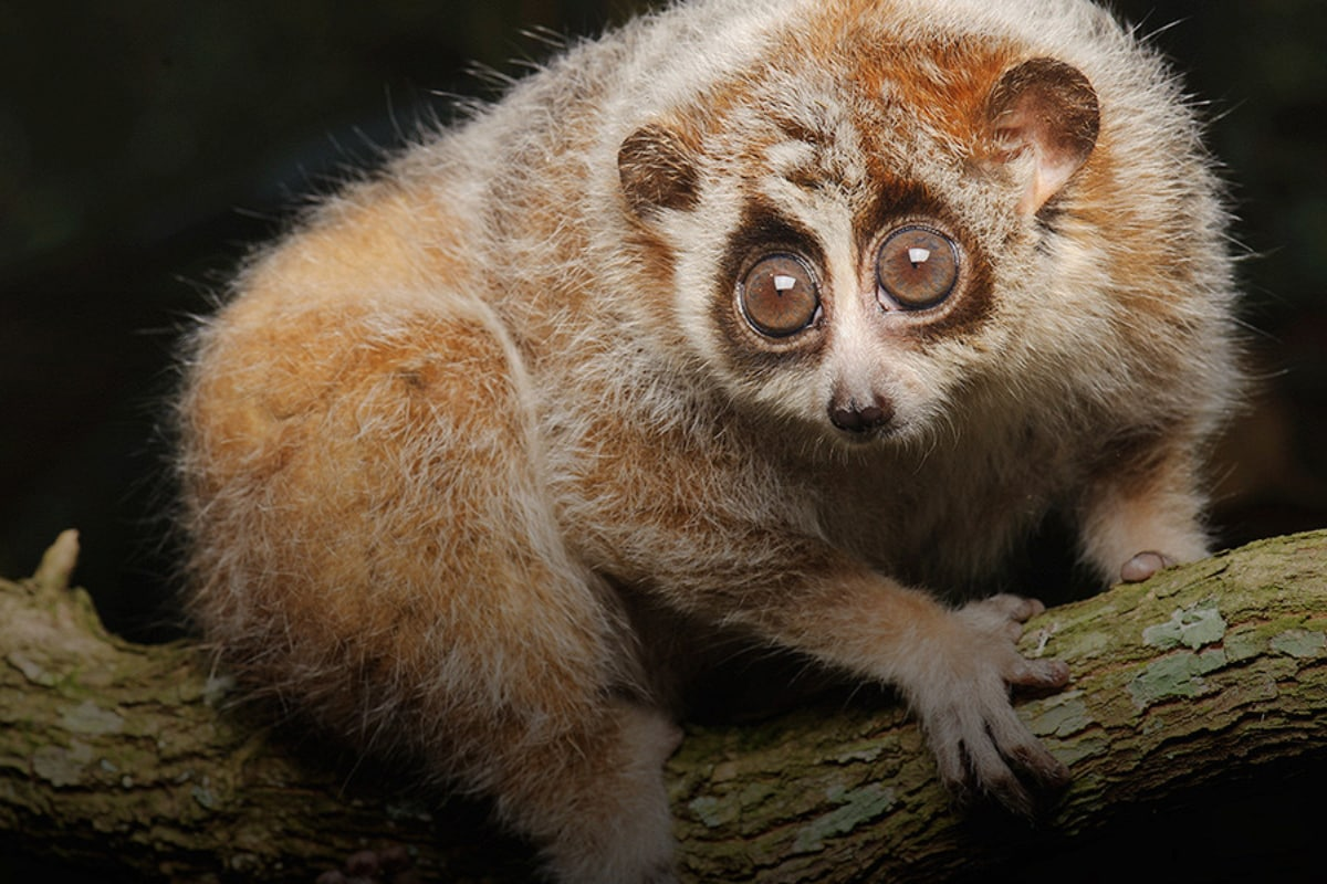 Лемур Лори