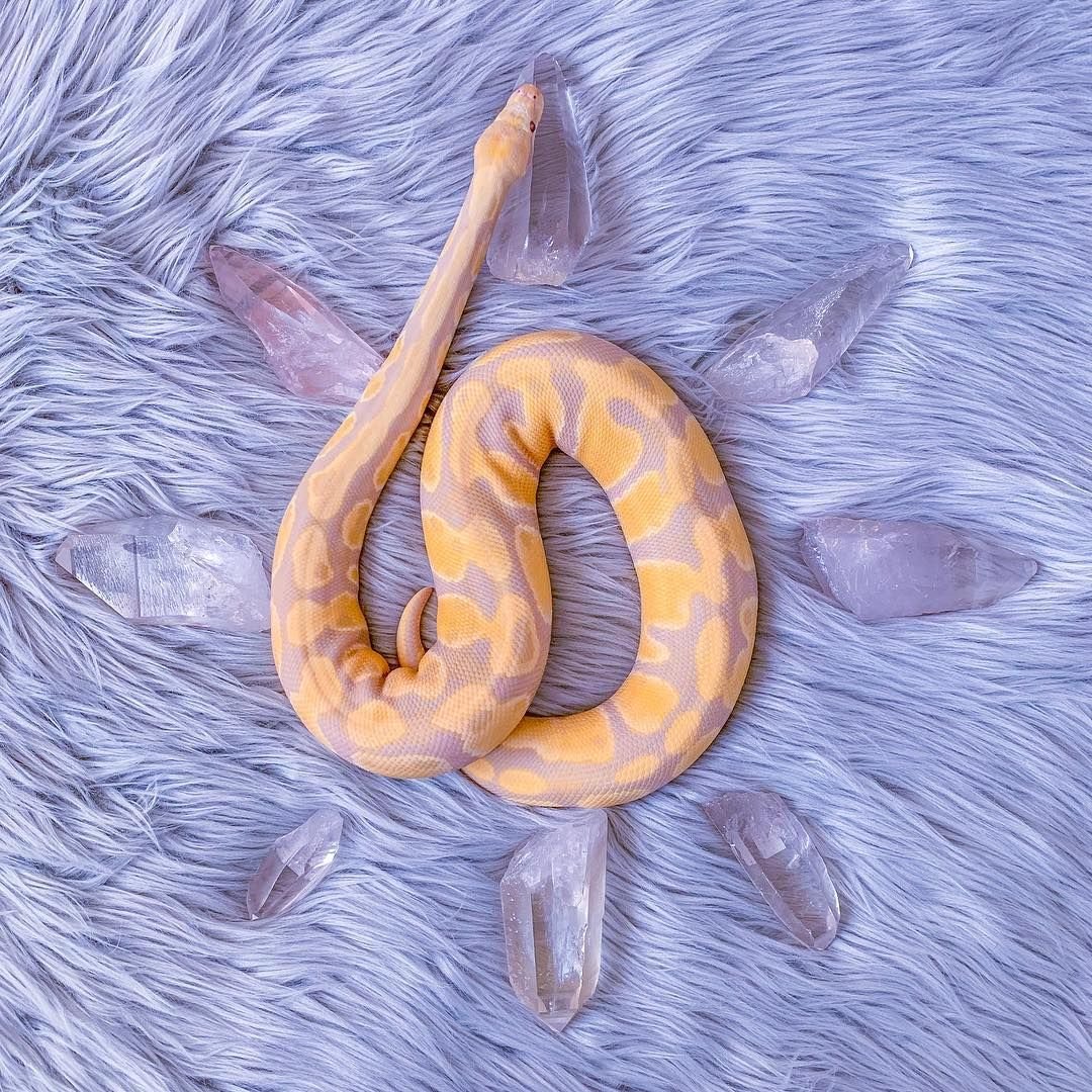 Змея из пинтереста