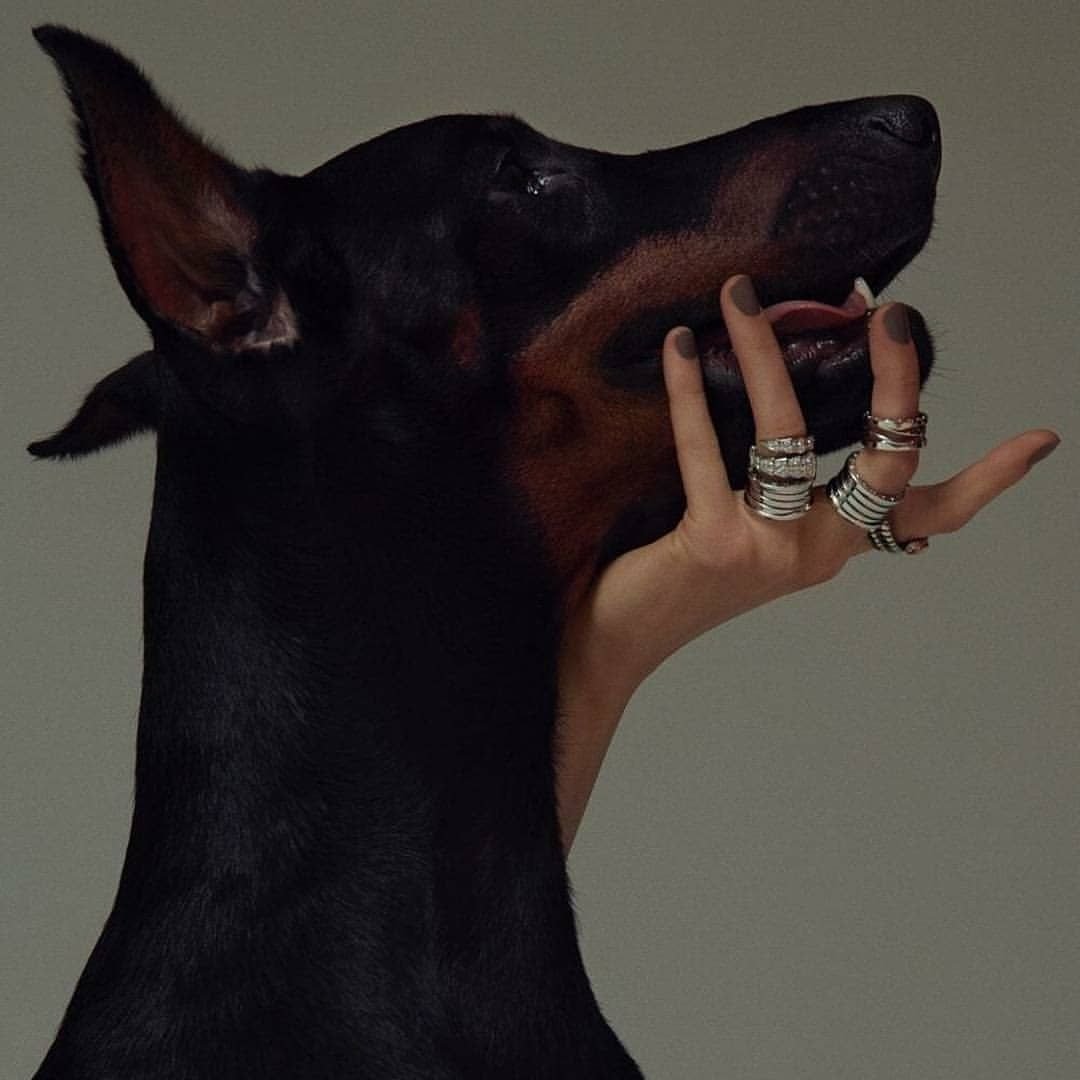 Доберман Эстетика