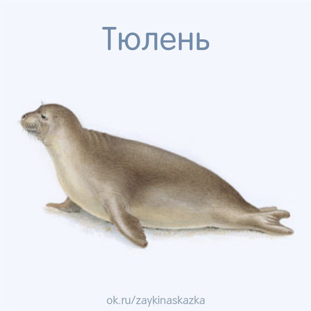 Животные севера для детей