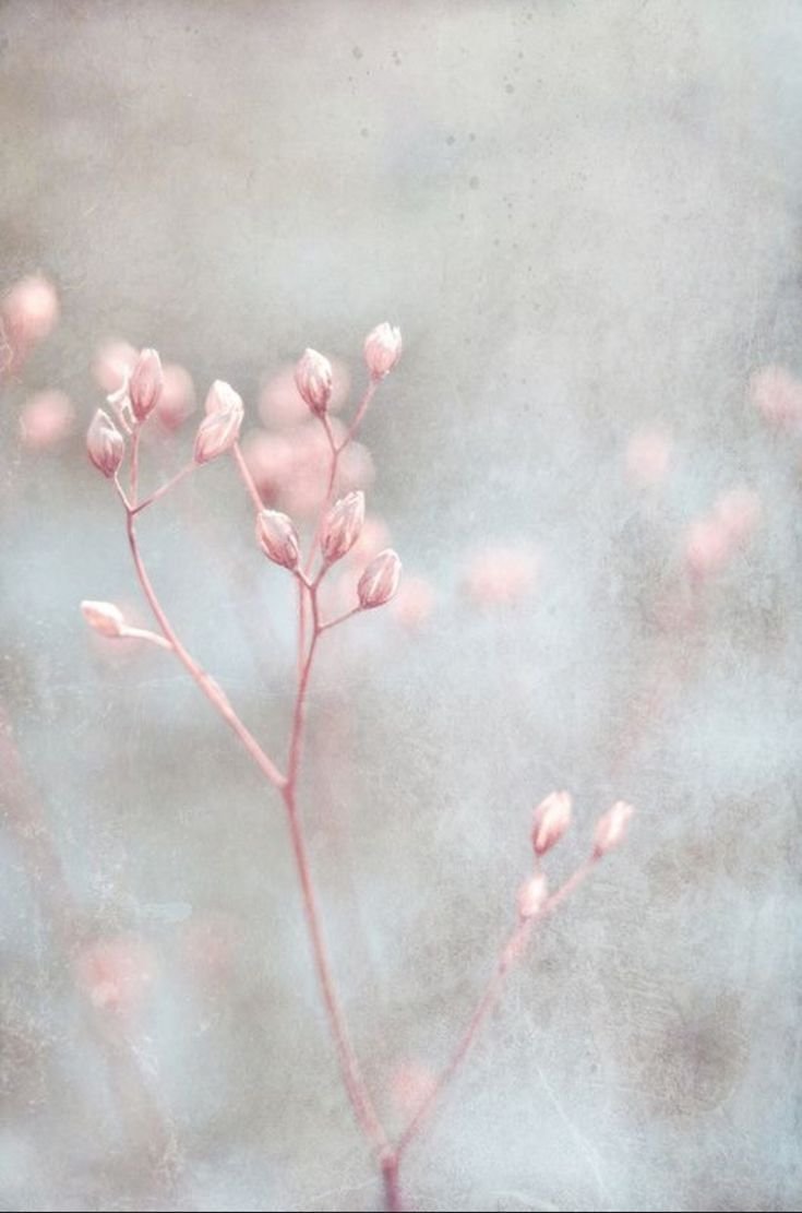 Цветы Минимализм