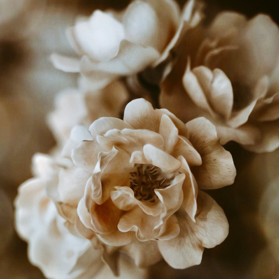 Цветы Минимализм