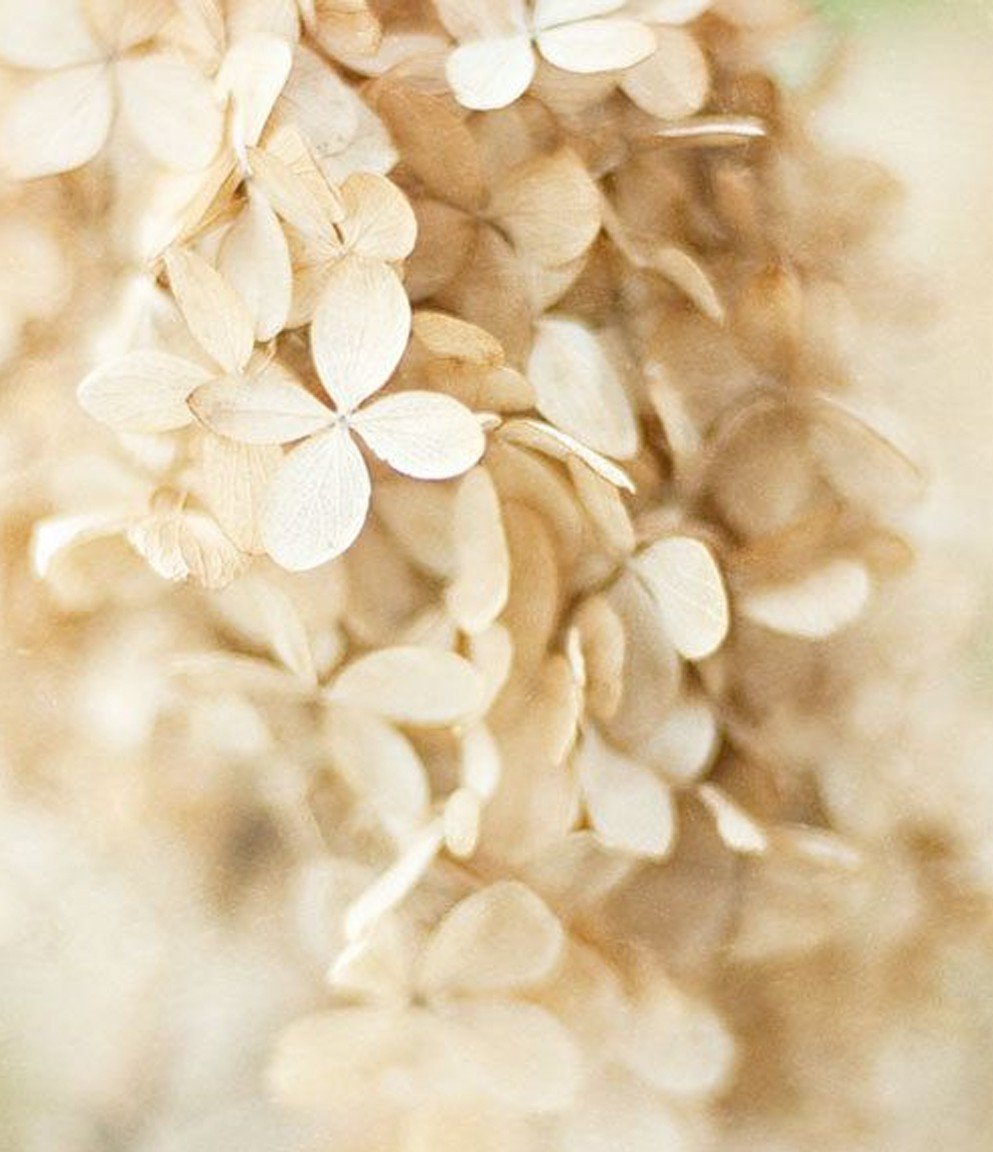 Цветы Минимализм