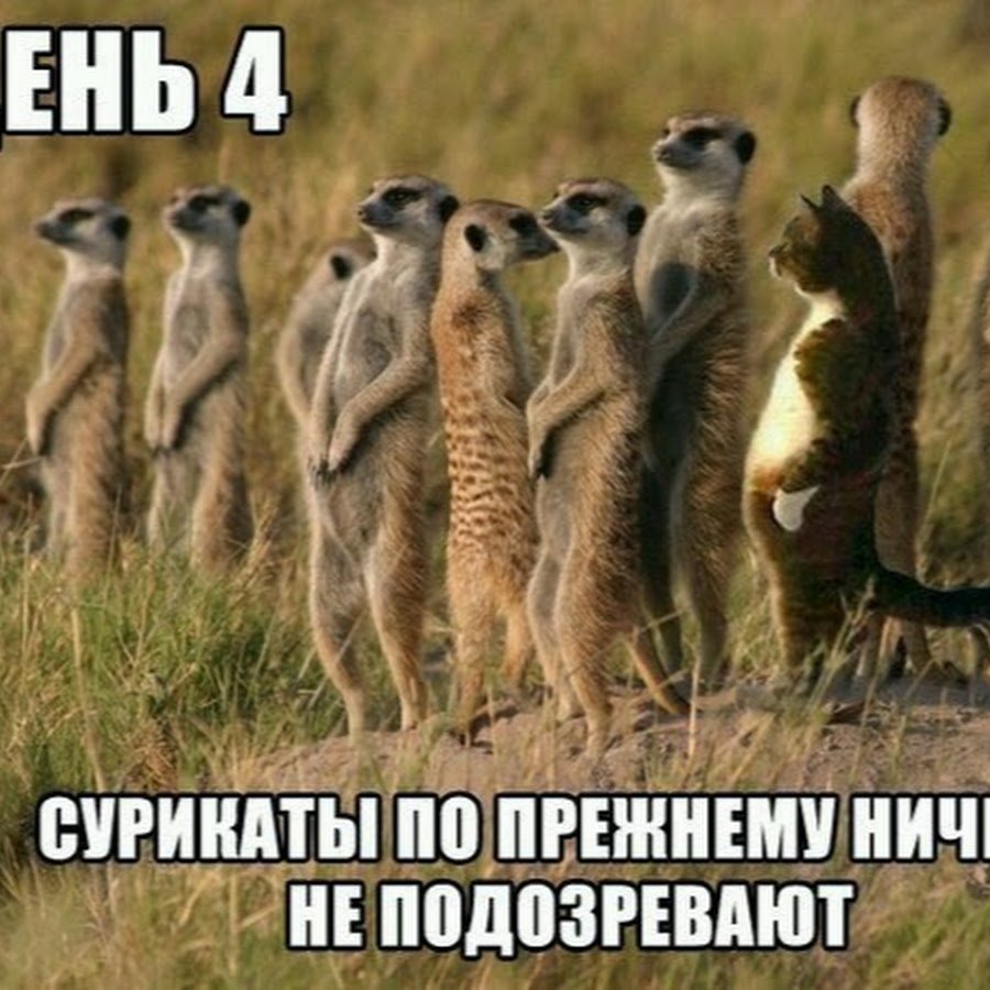 Кот среди сурикатов