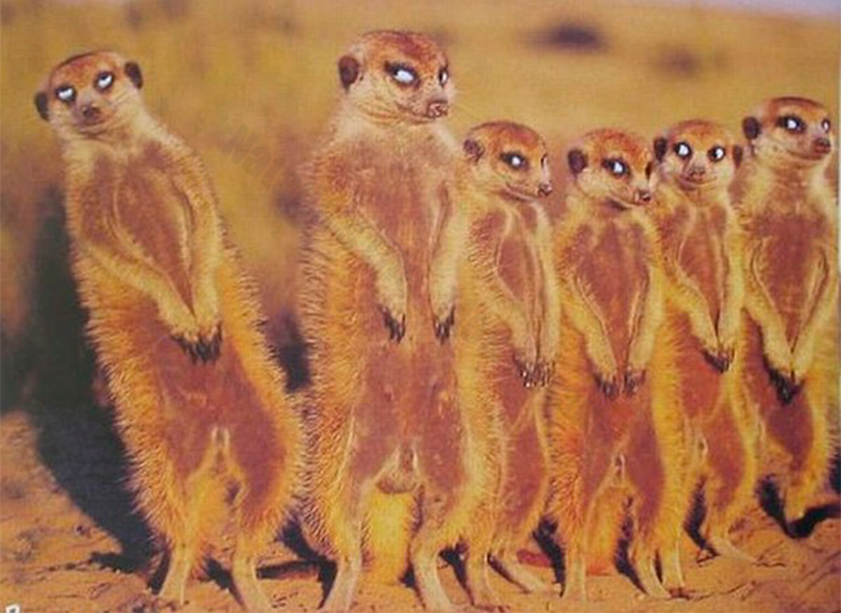 Смешной коллектив