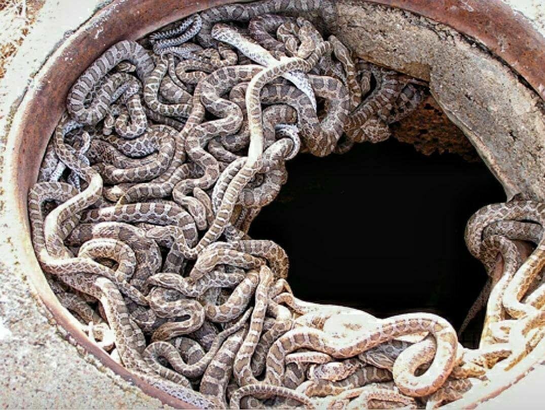 Змеиное гнездо женский коллектив