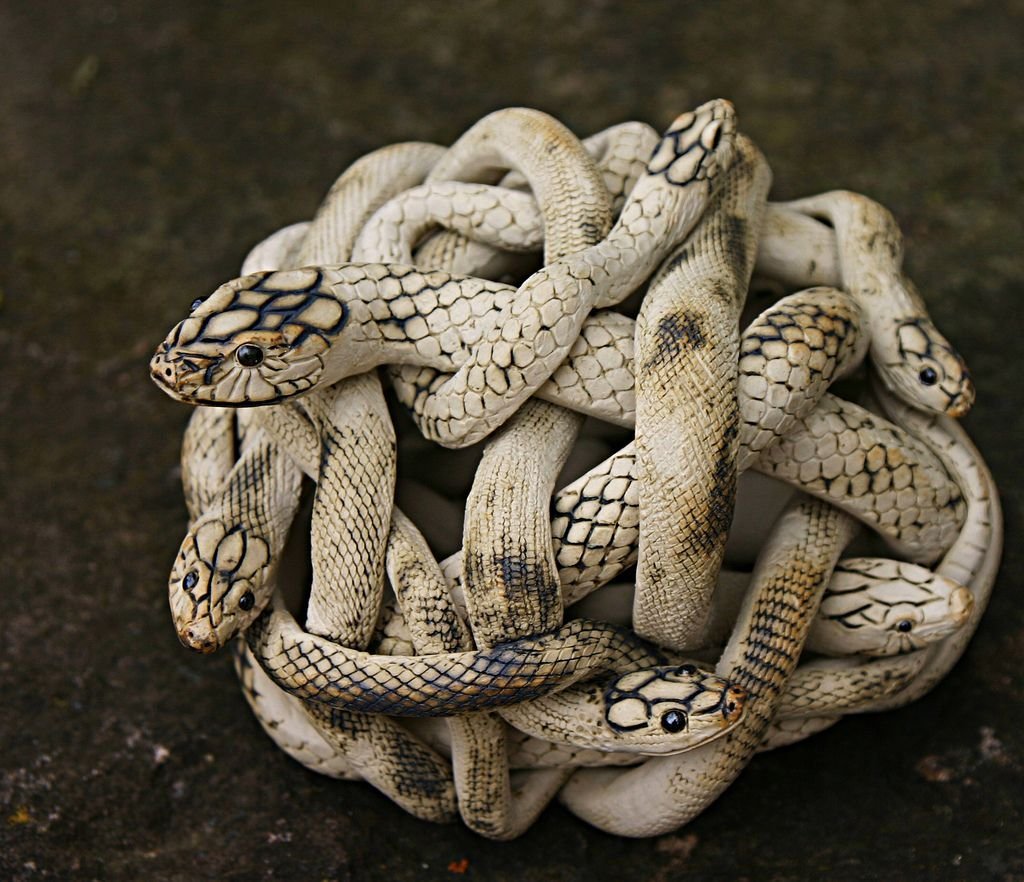 Змеиное кубло