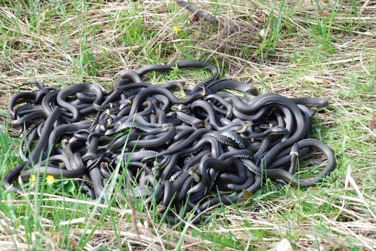 Цитаты про начал ников