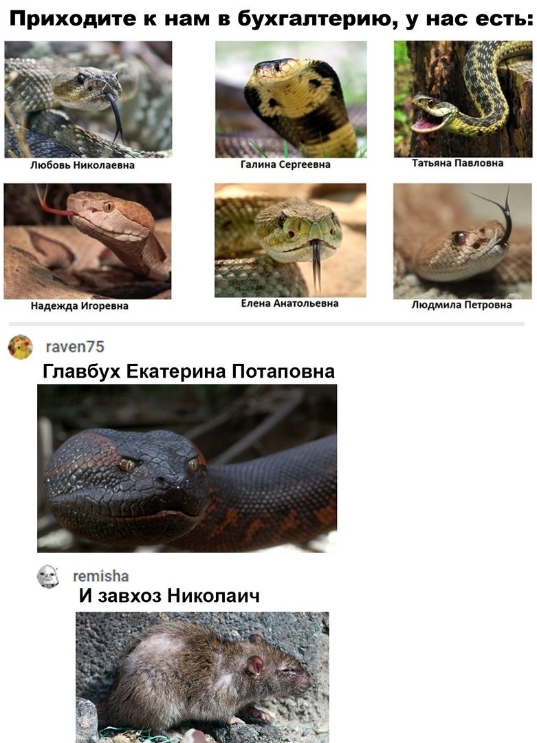 Змеиный женский коллектив