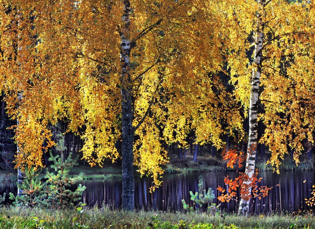 Золотая береза