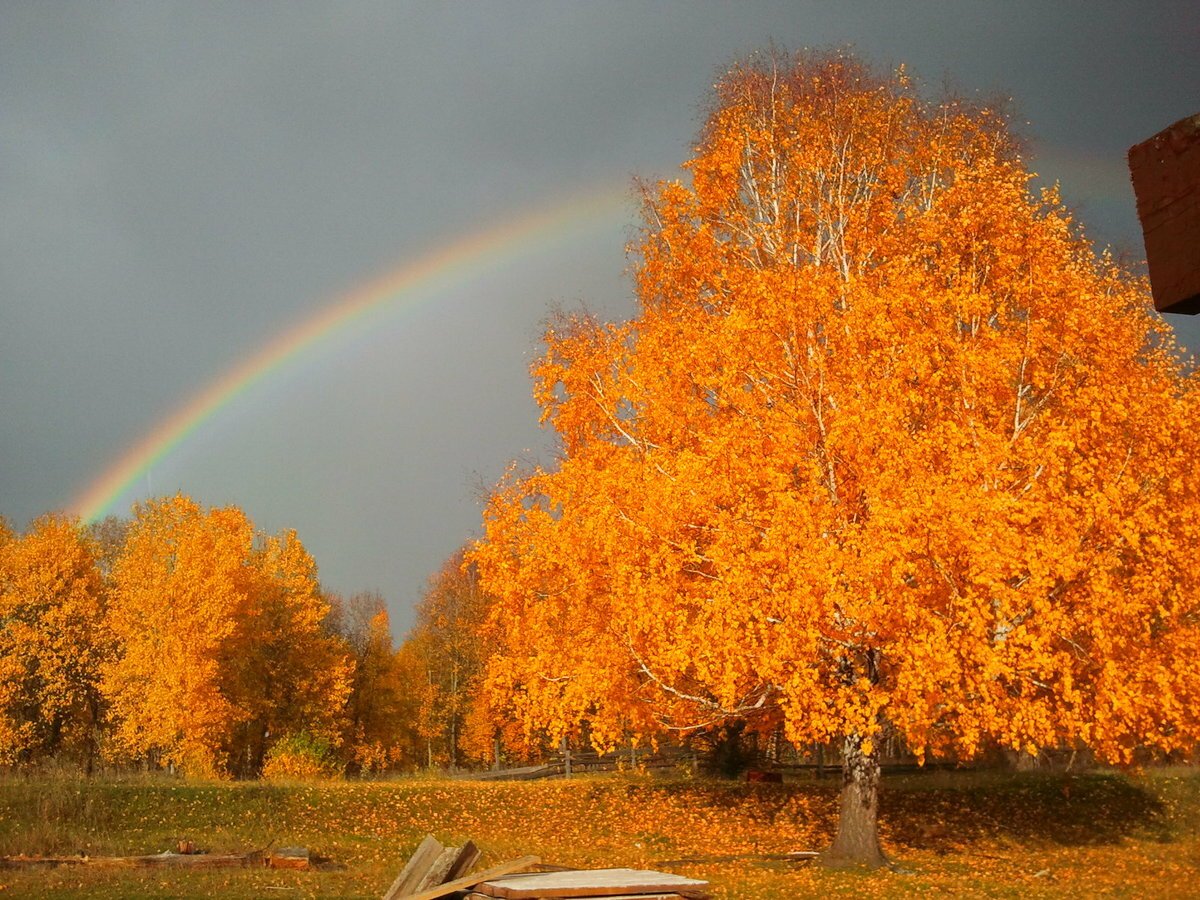 Береза осенью