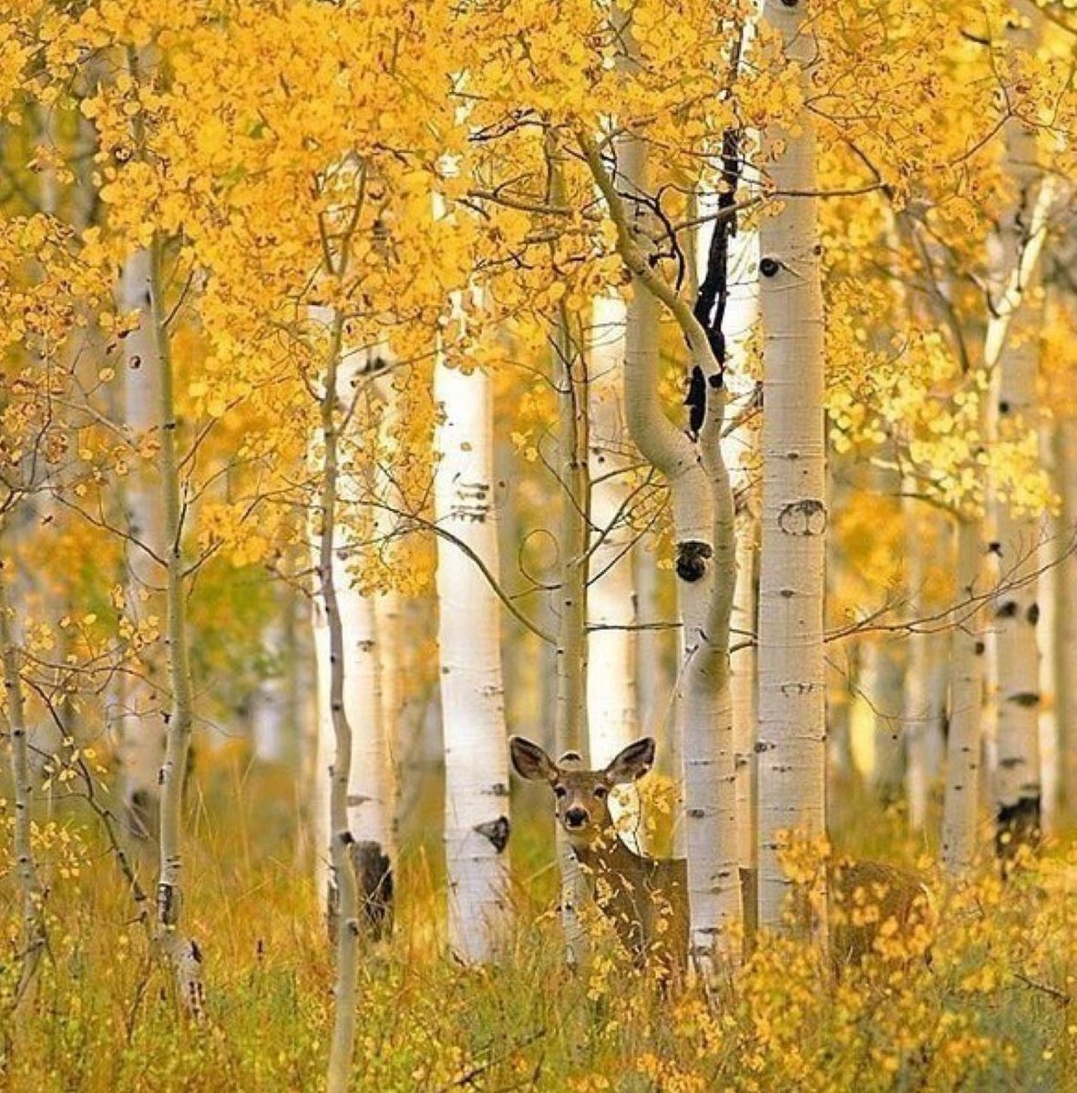 Береза осень