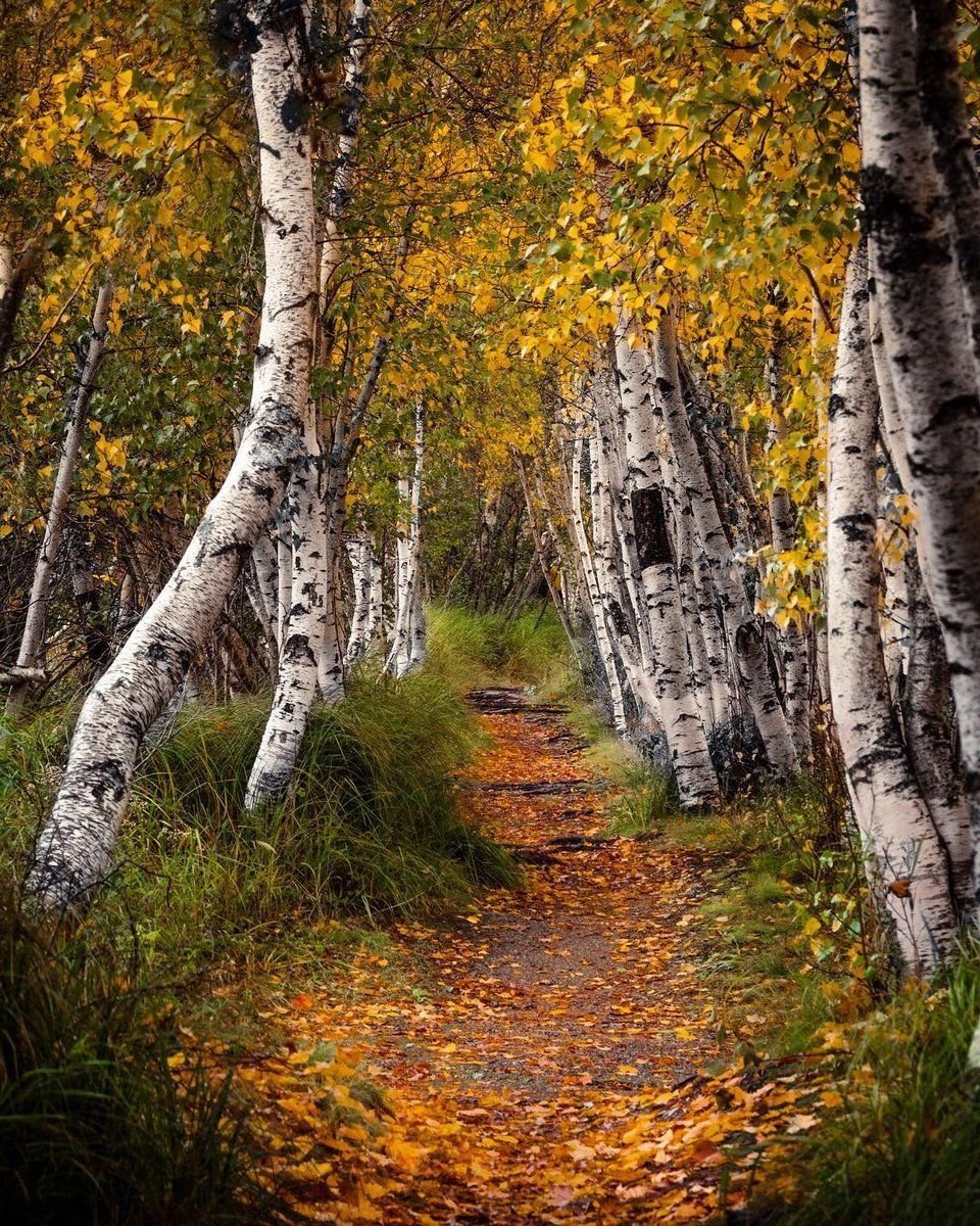 Осенняя береза