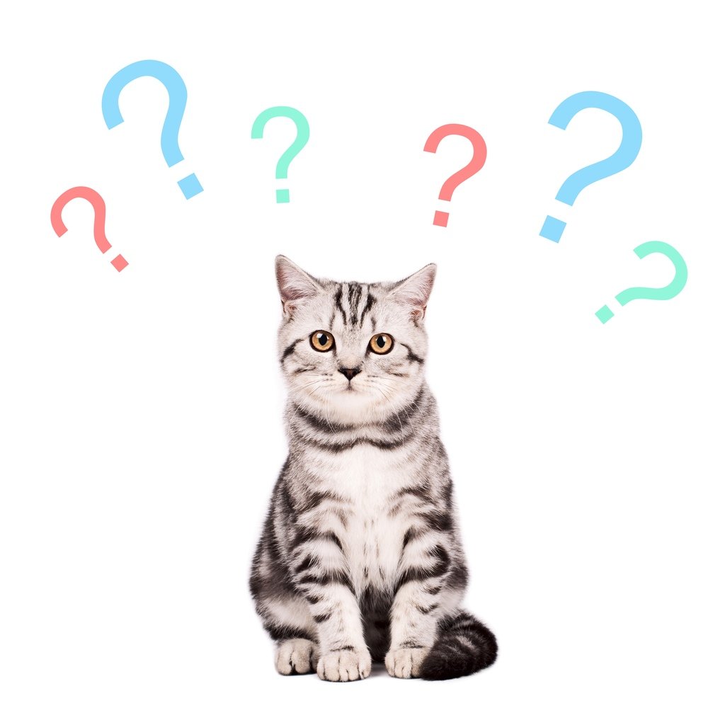 Играющие котята рисунок